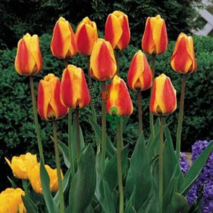 Cibulky Tulipánu - Apeldoorn's Elite 10 ks