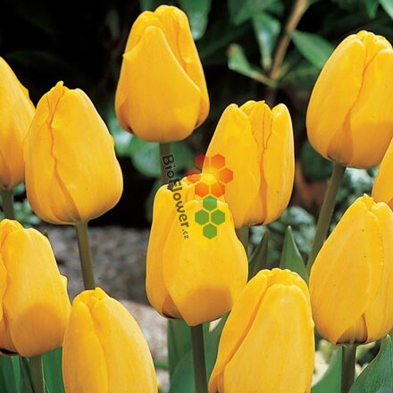 Cibulky Tulipánu - Golden Apeldoorn 3 ks
