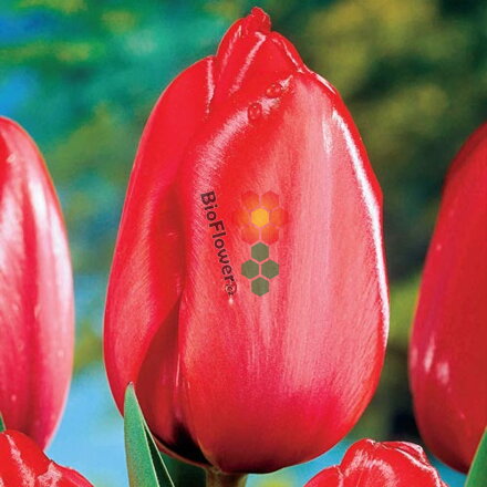 Cibulky Tulipánu - Red Impression 3 ks