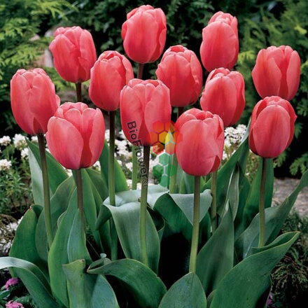 Cibulky Tulipánu - Pink Impression 5 ks