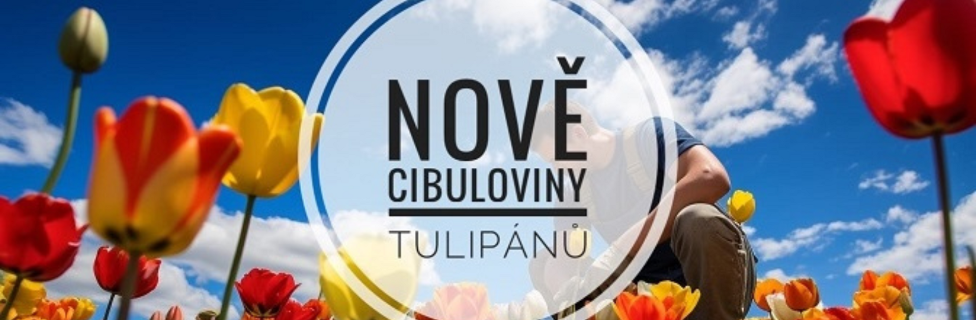 Tulipány
