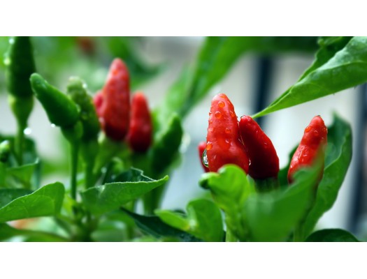 Ostré chilli