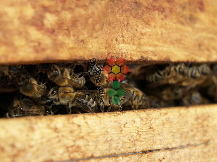 jarní prohlídka včelstva