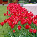 Cibulky Tulipánu - Red Impression 10 ks