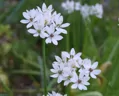 Taška - Bulbs From Holland 125 cibulek