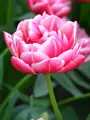 Cibulky Tulipánu - Columbus