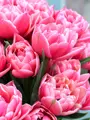 Cibulky Tulipánu - Columbus