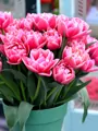 Cibulky Tulipánu - Columbus