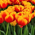 Cibulky Tulipánu - Double Focus