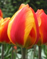 Cibulky Tulipánu - Double Focus