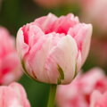 Cibulky Tulipánu - Finola