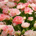 Cibulky Tulipánu - Finola