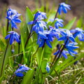Taška - Bulbs From Holland 125 cibulek