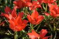 Taška - Bulbs From Holland 125 cibulek