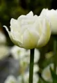 Cibulky Tulipánu - Northcap