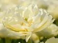 Cibulky Tulipánu - Northcap