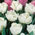 Cibulky Tulipánu - Northcap