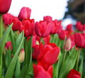 Taška - Bulbs From Holland 125 cibulek
