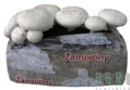 Substrát - žampiony