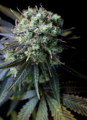 Dinafem Seeds Dinamed CBD