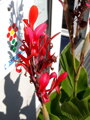Canna Indica - Dosna Indická