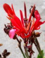 Canna Indica - Dosna Indická
