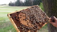 Mezistěny Bioflower na rám 37 × 30 - Voskové válcované