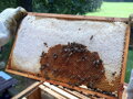 Mezistěny Bioflower na rám 37 × 30 - Voskové válcované