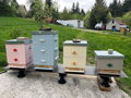 BONDEX GARDEN COLORS 0,75L