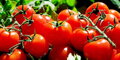 AgroBio - TRUMF Rajčata granulované hnojivo 1kg