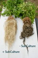 General Hydroponics SubCulture 25 g (Trikologic S)