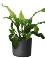 Plastový obal LORA d25cm - různé barvy