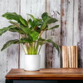 Plastový obal LORA d30cm - různé barvy