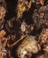 Dravý roztoč proti třásněnkám, smutnícímn a Varroa destructor ENTOMITE M/10.000