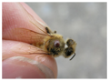 Dravý roztoč proti třásněnkám, smutnícímn a Varroa destructor ENTOMITE M/10.000