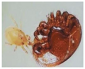 Dravý roztoč proti třásněnkám, smutnícímn a Varroa destructor ENTOMITE M/10.000