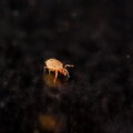 Dravý roztoč proti třásněnkám, smutnícímn a Varroa destructor ENTOMITE M/10.000