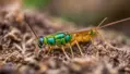 Dravý roztoč proti třásněnkám, smutnícímn a Varroa destructor ENTOMITE M/10.000