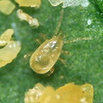 Dravý roztoč proti třásněnkám 5000 ks Amblyseius cucumeris