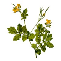 Semena bylinek - Bioflower.cz