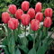 Tulipány