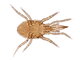 BioAgens proti Varroa destructor