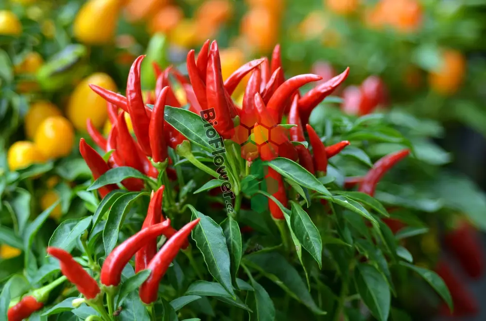 Sázení Chilli papriček