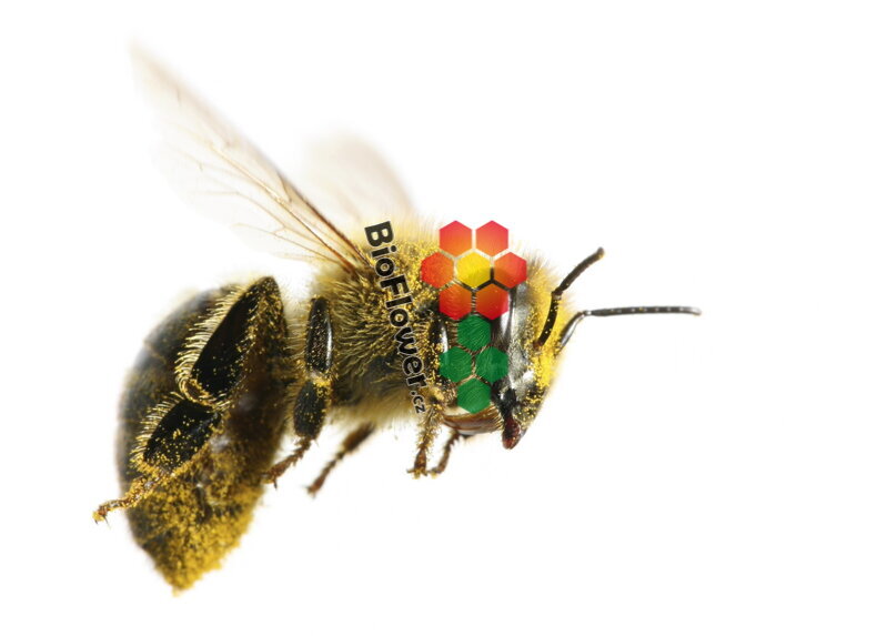 včelí pyl