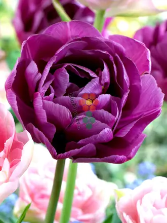 Cibulky Tulipánu - Blue Diamond