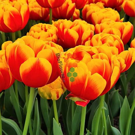 Cibulky Tulipánu - Double Focus