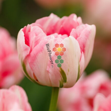 Cibulky Tulipánu - Finola