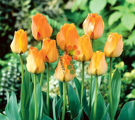 Cibulky Tulipánu - Daydream