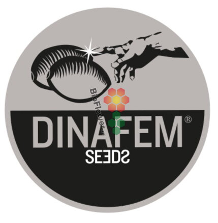 Dinafem Seeds Dinamed CBD