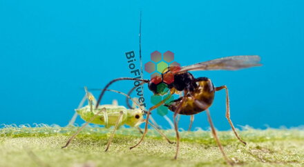 Parazitická vosička na mšice 100 ks Aphidius colemani